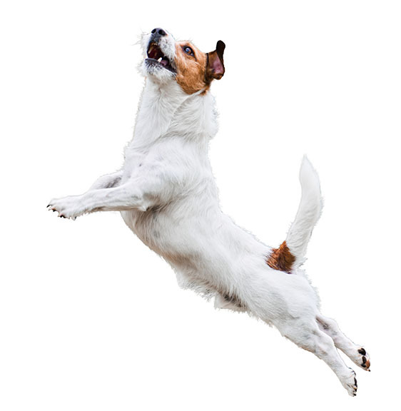 Dog agility: terrier jumping and flying high